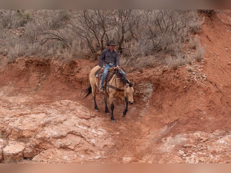 American Quarter Horse Castrone 12 Anni 150 cm Pelle di daino in Canyon, TX