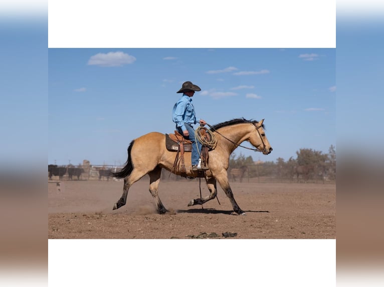 American Quarter Horse Castrone 12 Anni 150 cm Pelle di daino in Canyon, TX