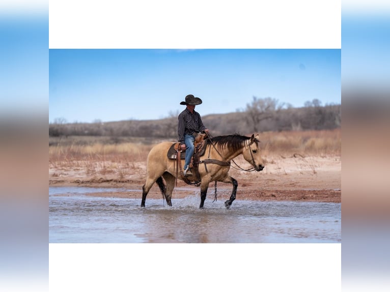 American Quarter Horse Castrone 12 Anni 150 cm Pelle di daino in Canyon, TX