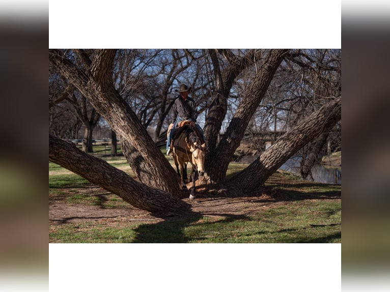 American Quarter Horse Castrone 12 Anni 150 cm Pelle di daino in Canyon, TX