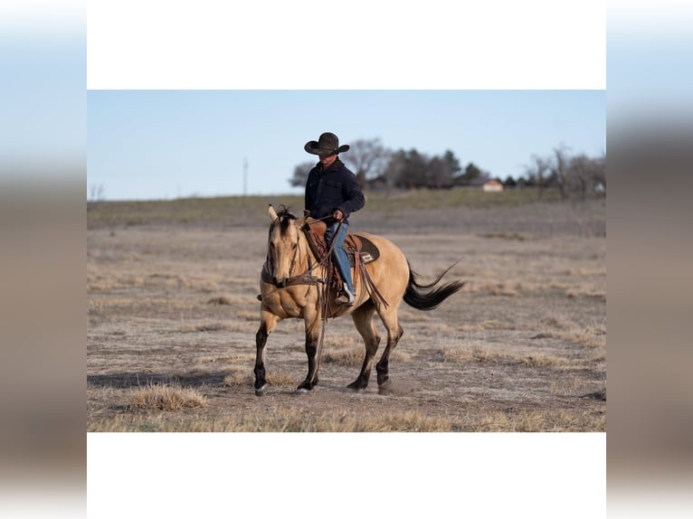 American Quarter Horse Castrone 12 Anni 150 cm Pelle di daino in Canyon, TX