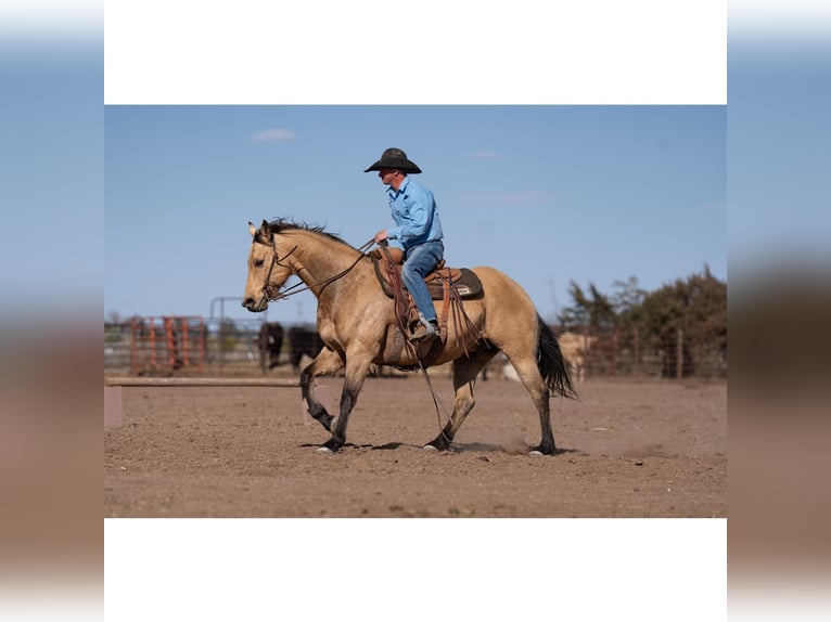 American Quarter Horse Castrone 12 Anni 150 cm Pelle di daino in Canyon, TX