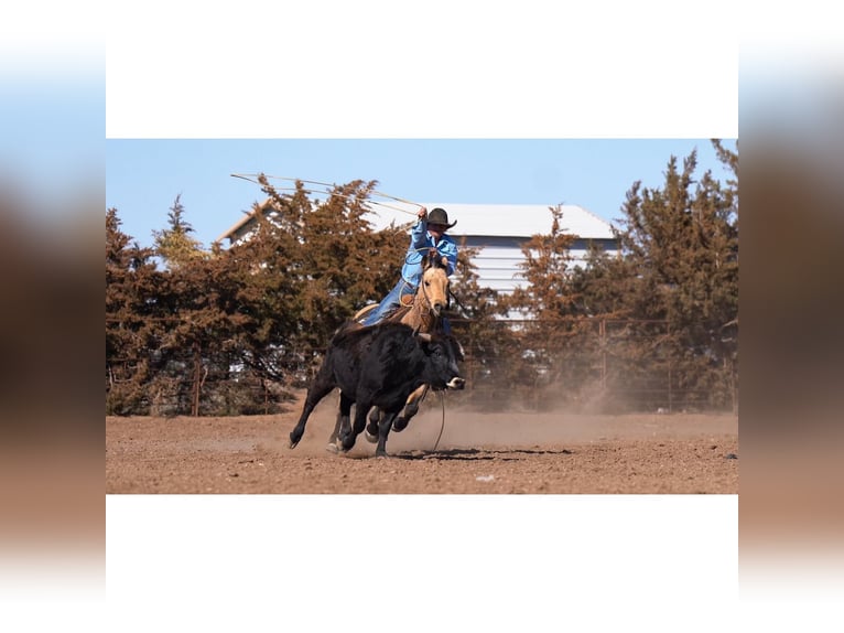 American Quarter Horse Castrone 12 Anni 150 cm Pelle di daino in Canyon, TX