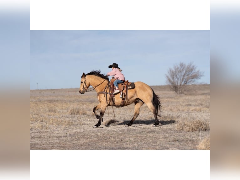 American Quarter Horse Castrone 12 Anni 150 cm Pelle di daino in Canyon, TX