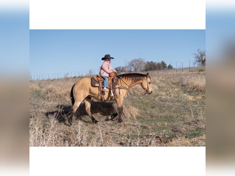 American Quarter Horse Castrone 12 Anni 150 cm Pelle di daino in Canyon, TX