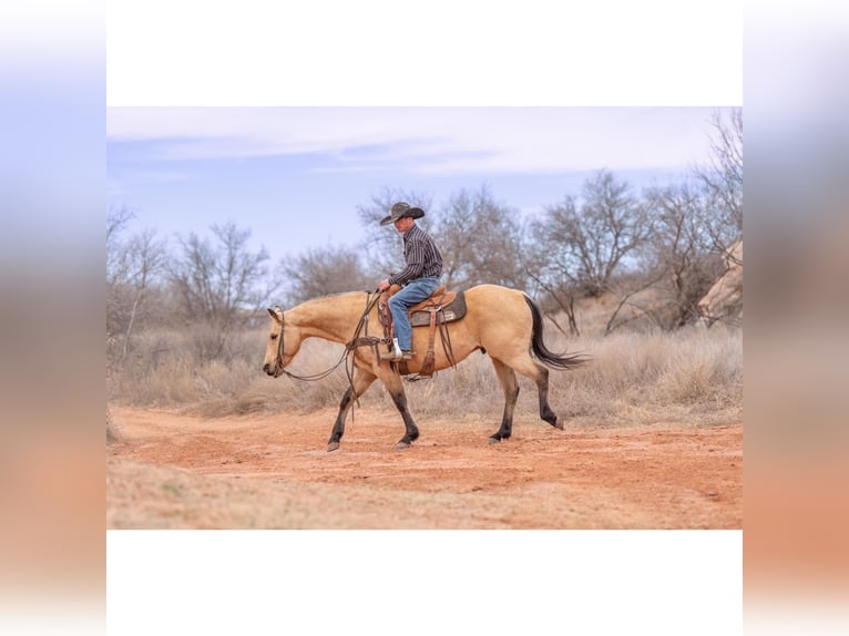 American Quarter Horse Castrone 12 Anni 150 cm Pelle di daino in Canyon, TX