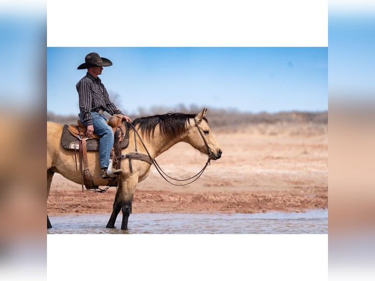 American Quarter Horse Castrone 12 Anni 150 cm Pelle di daino in Canyon, TX