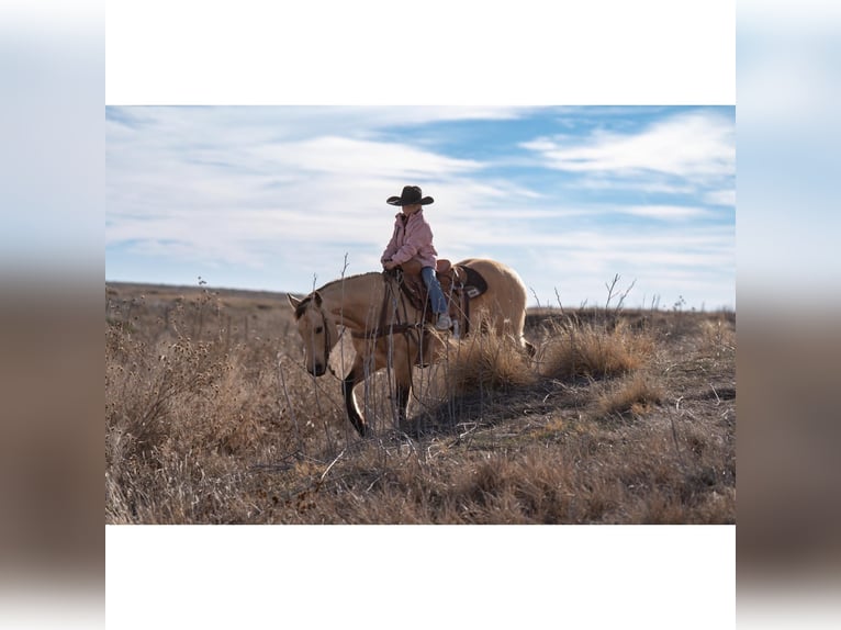 American Quarter Horse Castrone 12 Anni 150 cm Pelle di daino in Canyon, TX