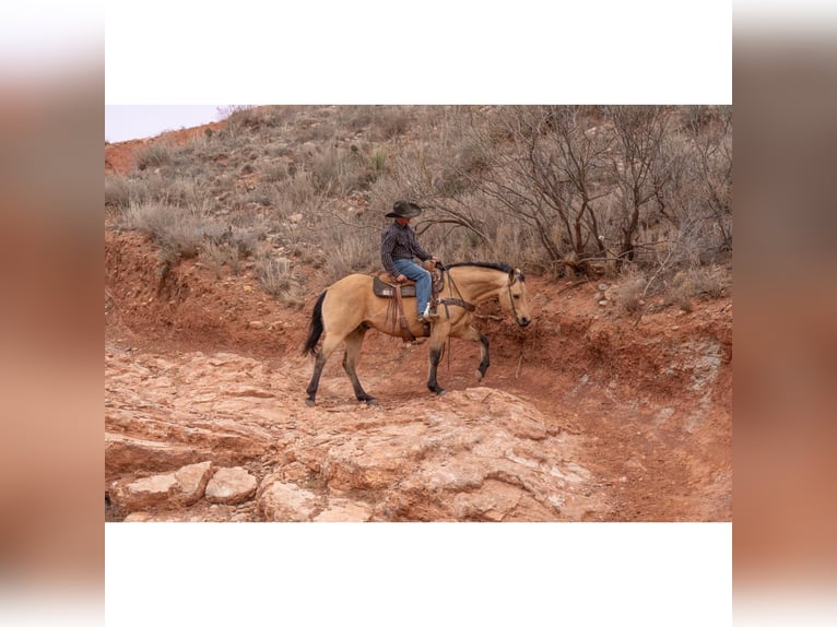 American Quarter Horse Castrone 12 Anni 150 cm Pelle di daino in Canyon, TX