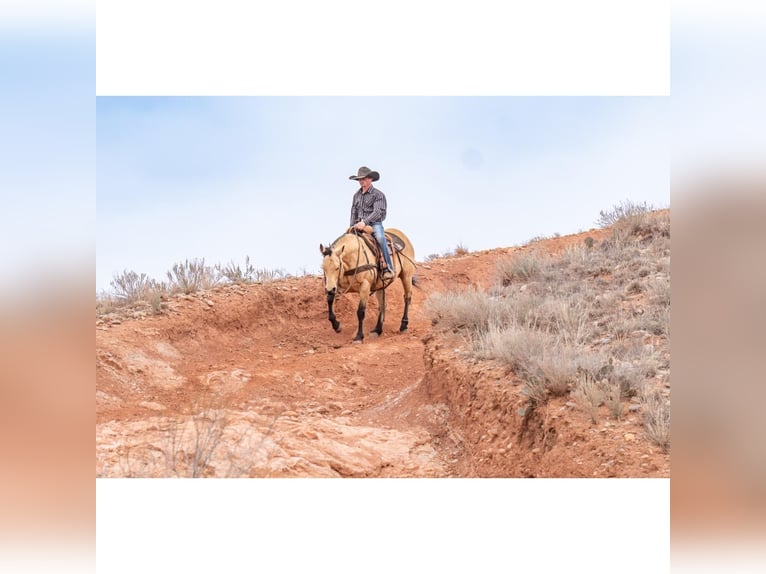 American Quarter Horse Castrone 12 Anni 150 cm Pelle di daino in Canyon, TX