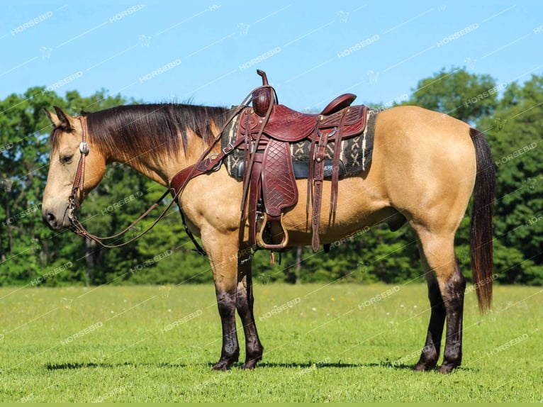 American Quarter Horse Castrone 12 Anni 150 cm Pelle di daino in Clarion, PA