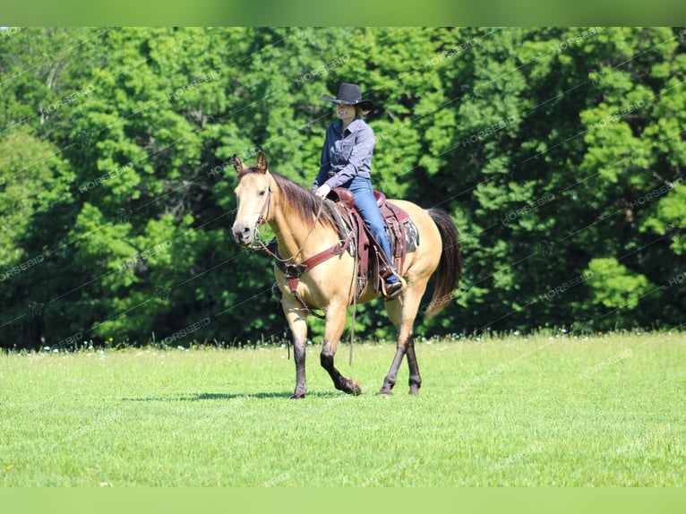 American Quarter Horse Castrone 12 Anni 150 cm Pelle di daino in Clarion, PA