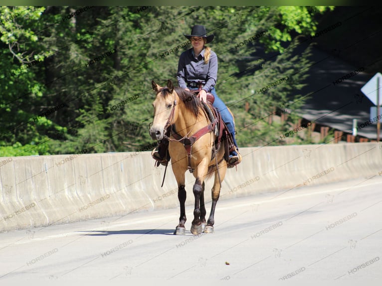 American Quarter Horse Castrone 12 Anni 150 cm Pelle di daino in Clarion, PA