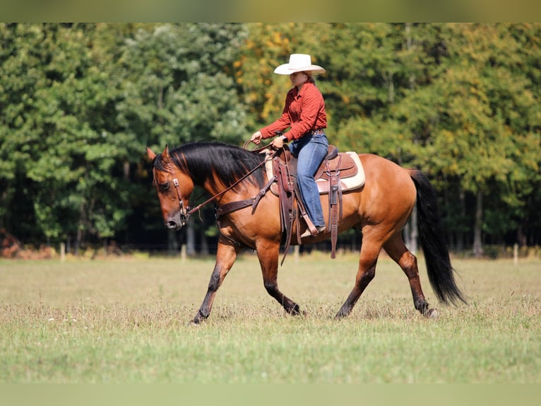 American Quarter Horse Castrone 12 Anni 150 cm Pelle di daino in Clarion