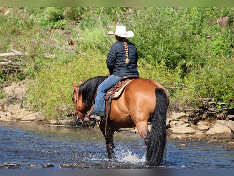 American Quarter Horse Castrone 12 Anni 150 cm Pelle di daino in Clarion