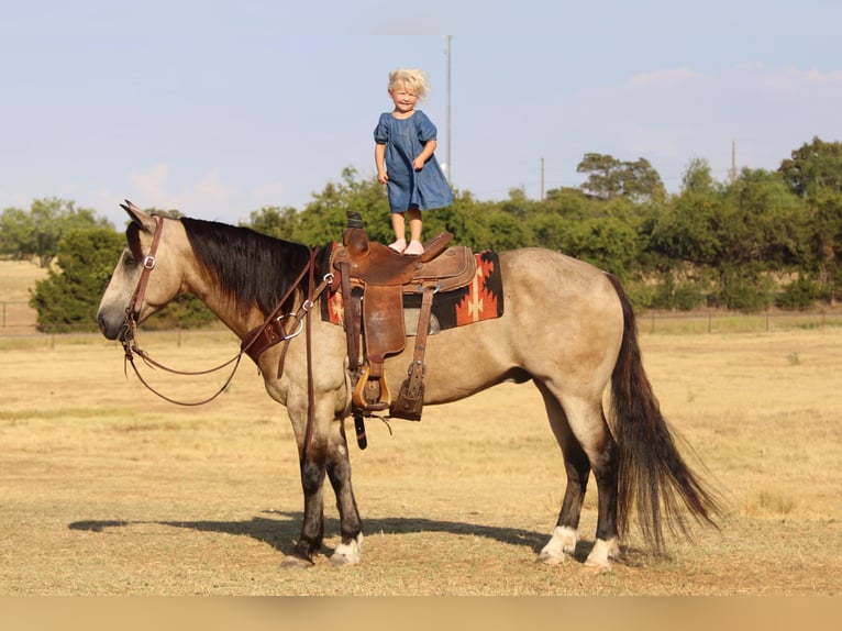 American Quarter Horse Castrone 12 Anni 150 cm Pelle di daino in Cleburne TX