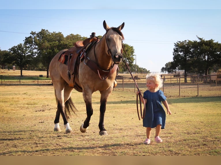 American Quarter Horse Castrone 12 Anni 150 cm Pelle di daino in Cleburne TX