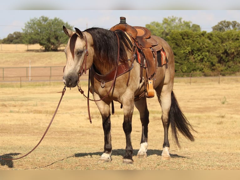 American Quarter Horse Castrone 12 Anni 150 cm Pelle di daino in Cleburne TX