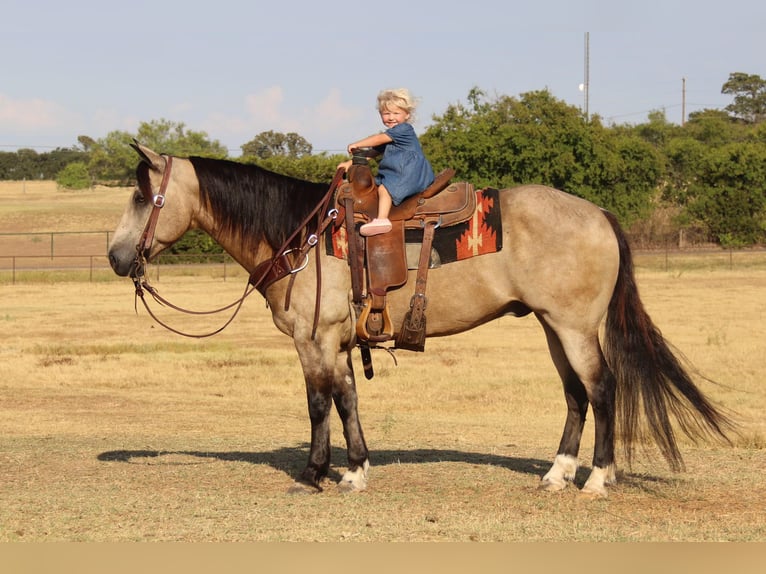 American Quarter Horse Castrone 12 Anni 150 cm Pelle di daino in Cleburne TX