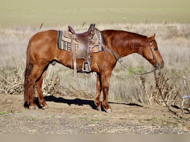 American Quarter Horse Castrone 12 Anni 150 cm Red dun in Paicines CA