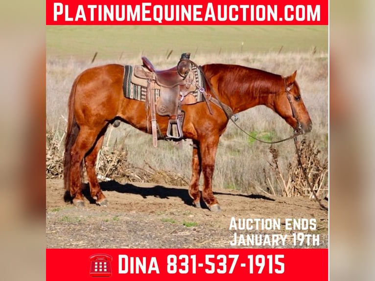 American Quarter Horse Castrone 12 Anni 150 cm Red dun in Paicines CA