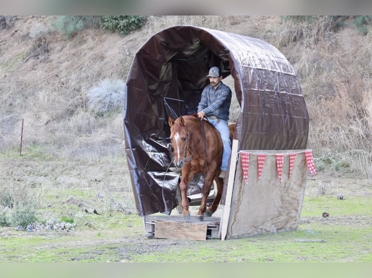 American Quarter Horse Castrone 12 Anni 150 cm Red dun in Paicines CA