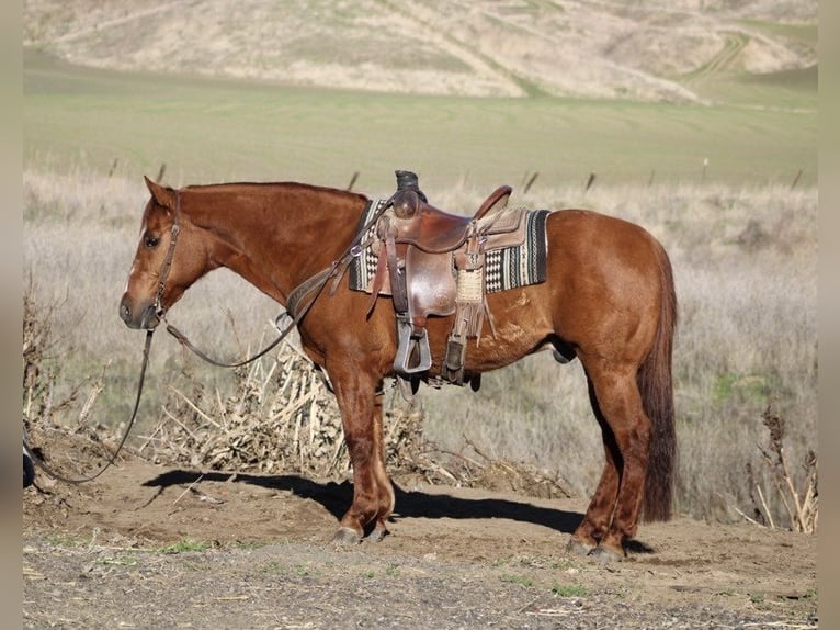 American Quarter Horse Castrone 12 Anni 150 cm Red dun in Paicines CA