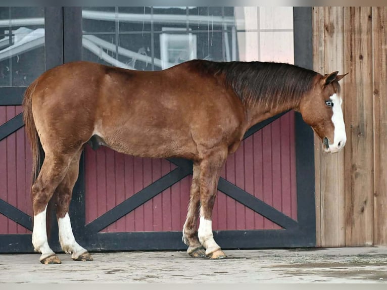 American Quarter Horse Castrone 12 Anni 150 cm Red dun in Rebersburg