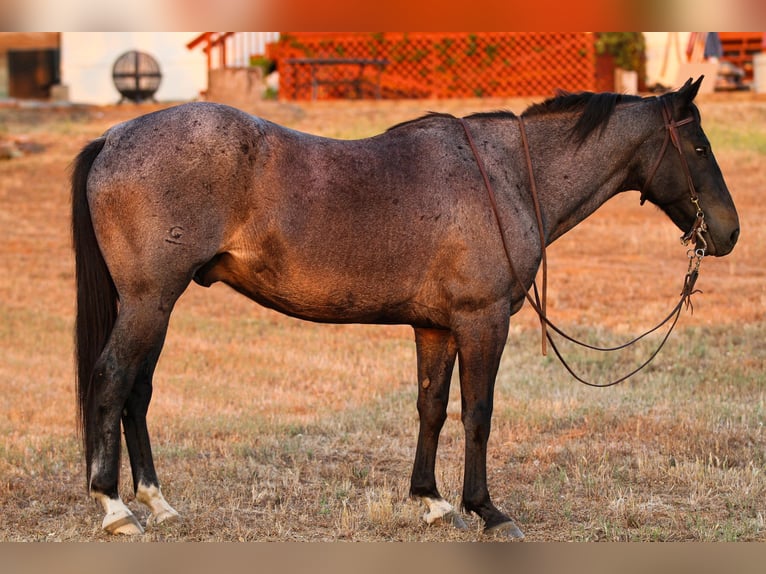 American Quarter Horse Castrone 12 Anni 150 cm Roano blu in Valley Springs CA