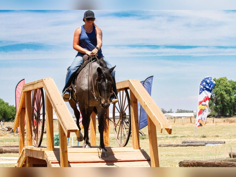 American Quarter Horse Castrone 12 Anni 150 cm Roano blu in Valley Springs CA