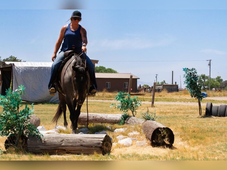 American Quarter Horse Castrone 12 Anni 150 cm Roano blu in Valley Springs CA