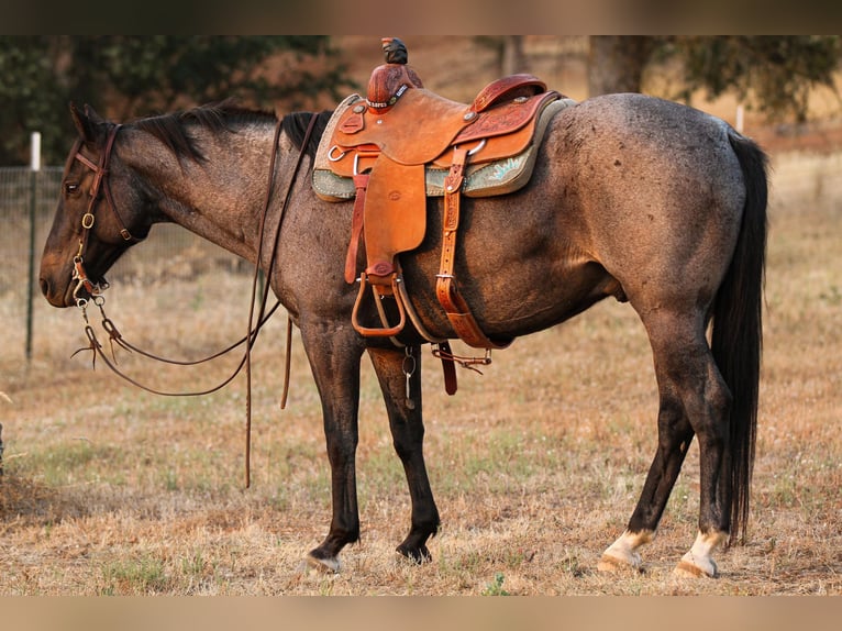 American Quarter Horse Castrone 12 Anni 150 cm Roano blu in Valley Springs CA