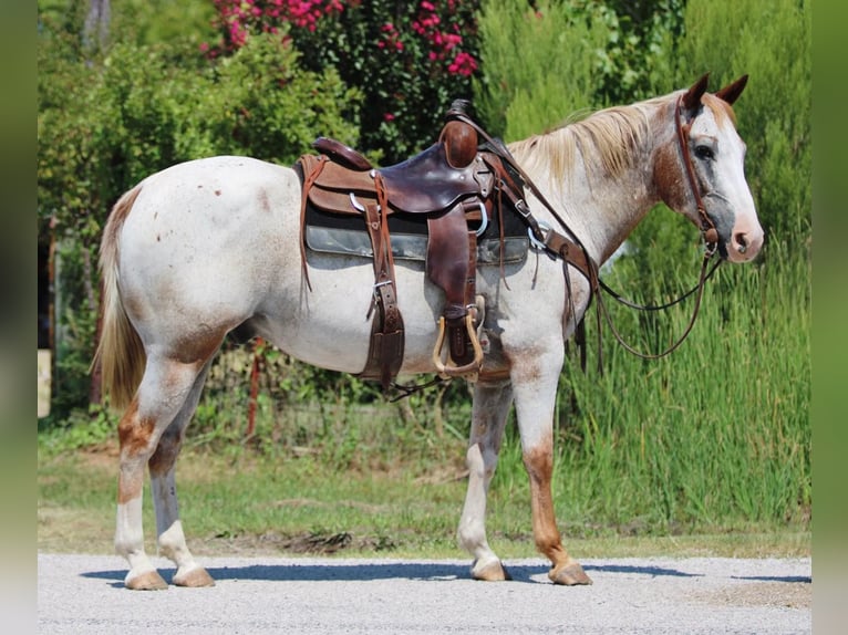 American Quarter Horse Castrone 12 Anni 150 cm Roano rosso in Stephenville TX