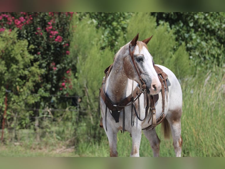 American Quarter Horse Castrone 12 Anni 150 cm Roano rosso in Stephenville TX