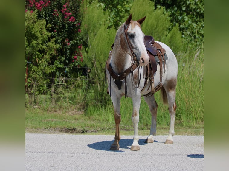 American Quarter Horse Castrone 12 Anni 150 cm Roano rosso in Stephenville TX