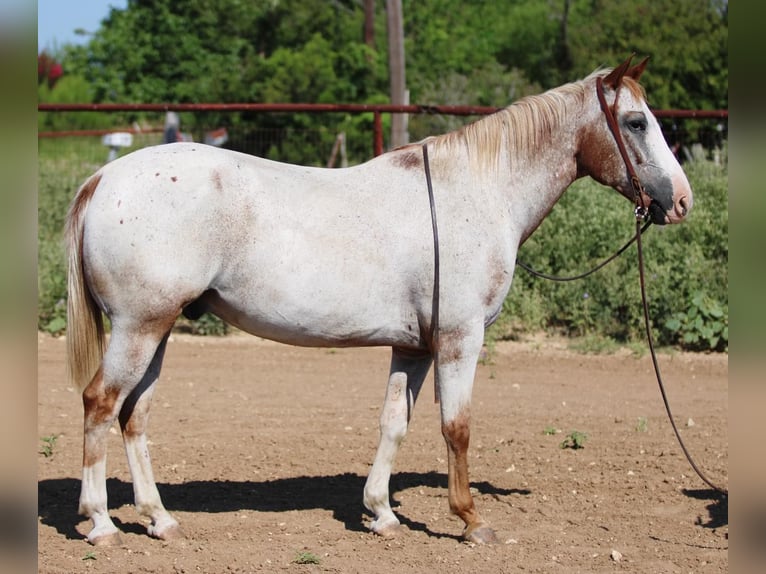 American Quarter Horse Castrone 12 Anni 150 cm Roano rosso in Stephenville TX