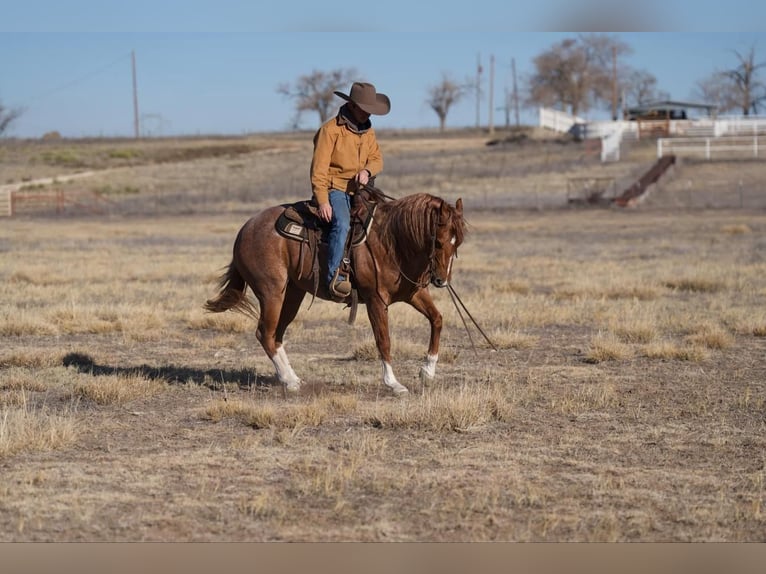 American Quarter Horse Castrone 12 Anni 150 cm Roano rosso in Marshall, MO