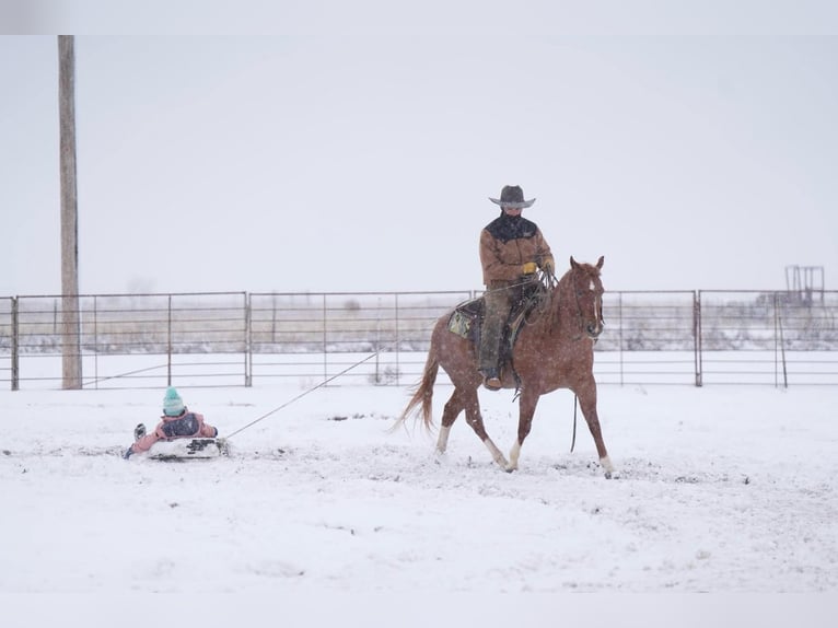 American Quarter Horse Castrone 12 Anni 150 cm Roano rosso in Marshall, MO