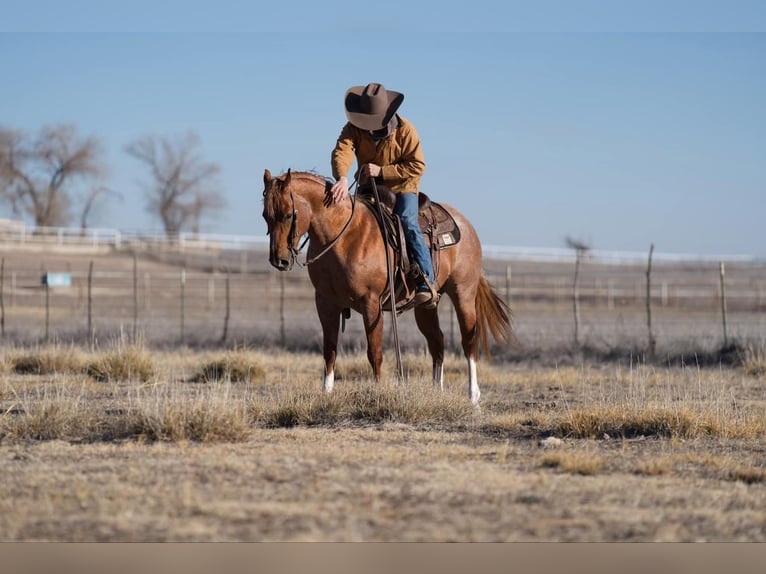 American Quarter Horse Castrone 12 Anni 150 cm Roano rosso in Marshall, MO