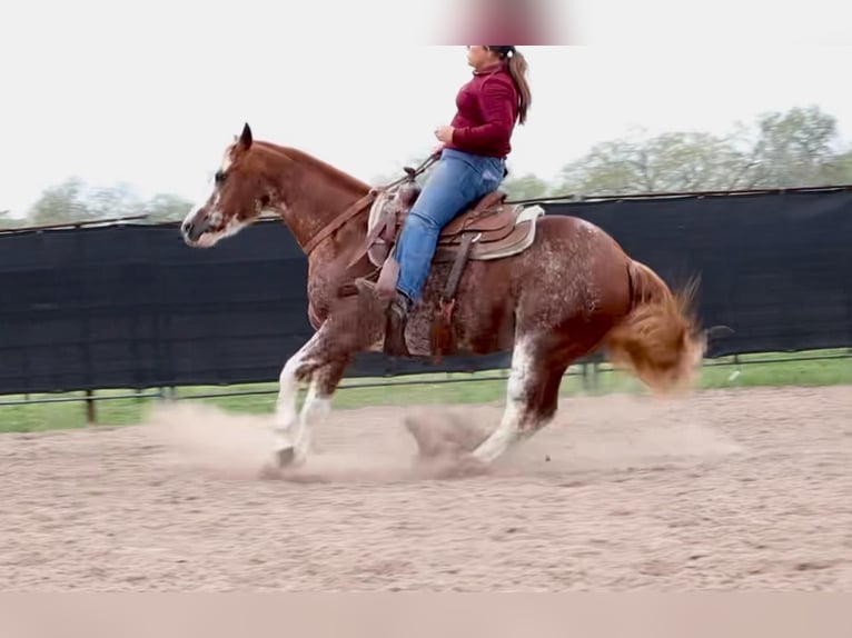 American Quarter Horse Castrone 12 Anni 150 cm Roano rosso in Victoria, TX