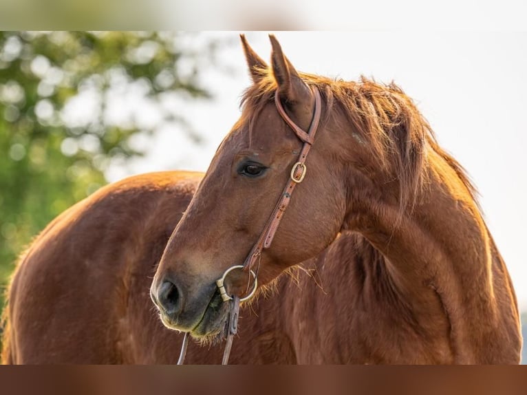 American Quarter Horse Castrone 12 Anni 150 cm Sauro in Hemau