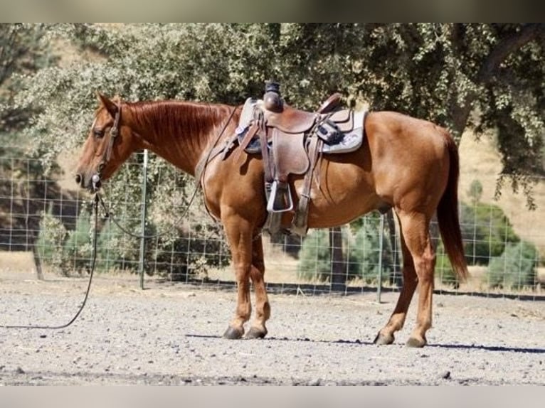 American Quarter Horse Castrone 12 Anni 150 cm Sauro ciliegia in Paicines, CA