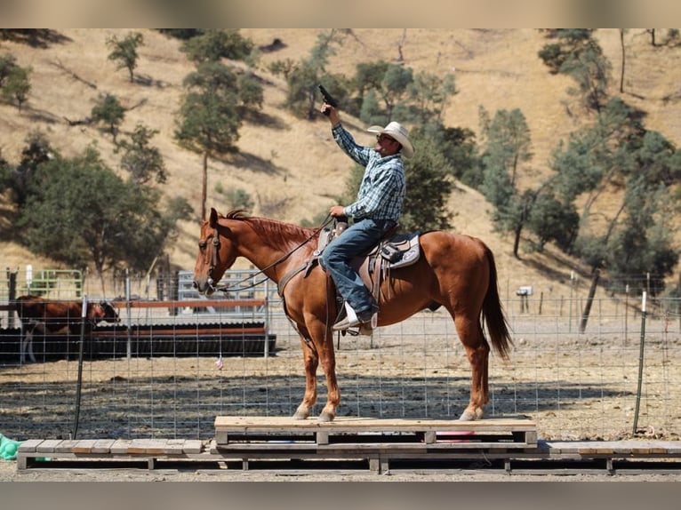 American Quarter Horse Castrone 12 Anni 150 cm Sauro ciliegia in Paicines, CA