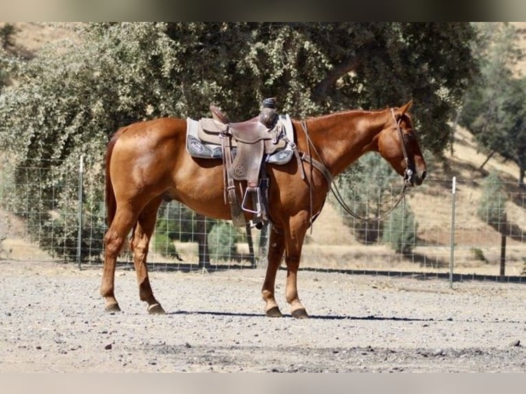 American Quarter Horse Castrone 12 Anni 150 cm Sauro ciliegia in Paicines, CA