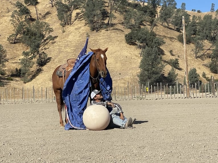 American Quarter Horse Castrone 12 Anni 150 cm Sauro ciliegia in Paicines, CA