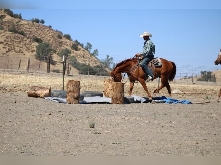 American Quarter Horse Castrone 12 Anni 150 cm Sauro ciliegia in Paicines, CA