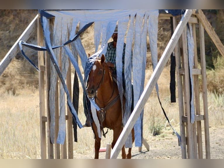 American Quarter Horse Castrone 12 Anni 150 cm Sauro ciliegia in Paicines, CA