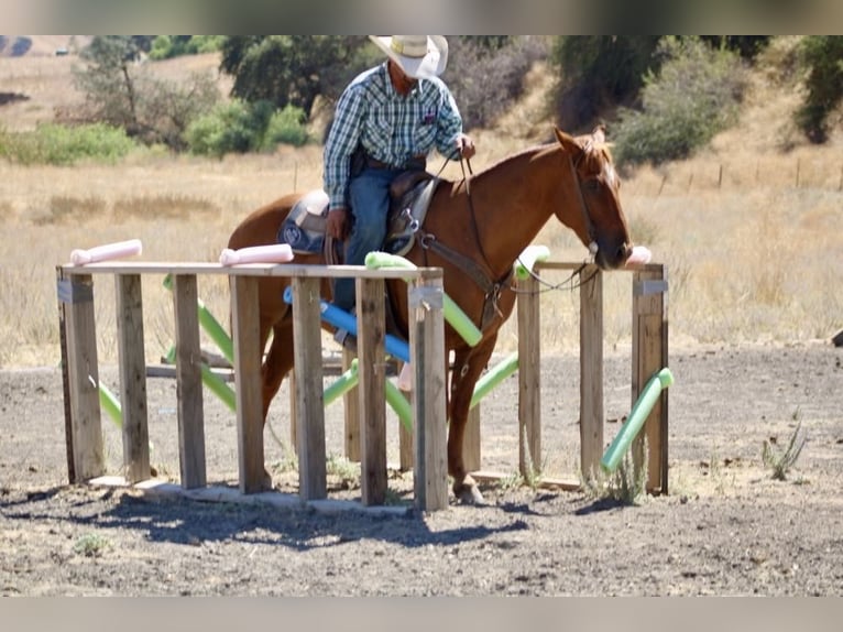 American Quarter Horse Castrone 12 Anni 150 cm Sauro ciliegia in Paicines, CA