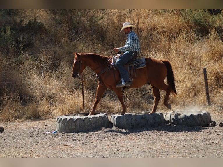 American Quarter Horse Castrone 12 Anni 150 cm Sauro ciliegia in Paicines, CA