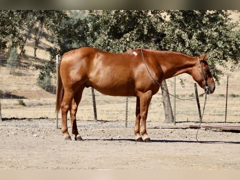 American Quarter Horse Castrone 12 Anni 150 cm Sauro ciliegia in Paicines, CA